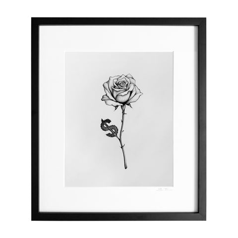 Money Rose - Drawing